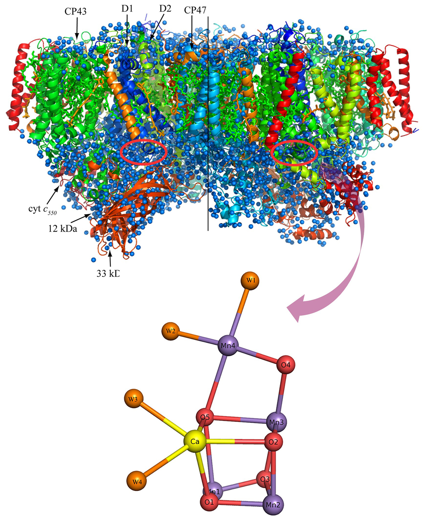 植物・光エネルギー開発拠点 主な研究者のご紹介 - 岡山大学 J-PEAKS
